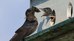 1: Purple martin Cicada 0C1_2982
