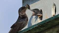 2: Purple martin Cicada 0C1_2990