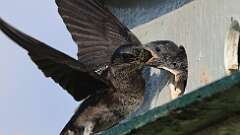 3: Purple martin Cicada 0C1_3053