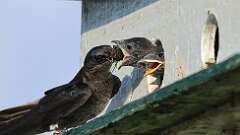 4: Purple martin Cicada 0C1_3091