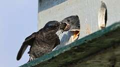 5: Purple martin Cicada 0C1_3116
