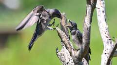 1: purple martins 0C1_0504
