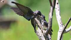 3: purple martins 0C1_0506