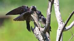 6: purple martins 0C1_0509