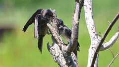 7: purple martins 0C1_0510
