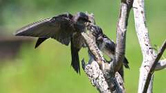 8: purple martins 0C1_0511