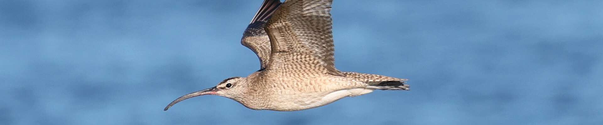 Click to show or hide the buttons