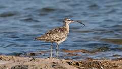 6: Whimbrel 0C1_0139