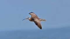 1: Whimbrel 0C1_1594
