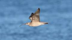 4: Whimbrel 0C1_1637