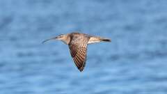 5: Whimbrel 0C1_1646