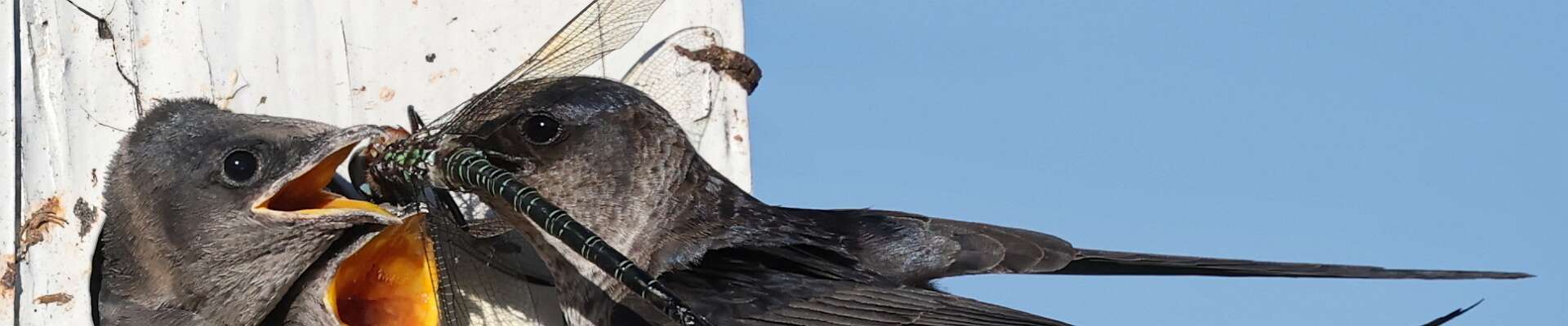 Click to show or hide the buttons