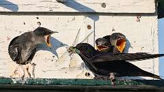 1: Purple Martin 0C1_3474