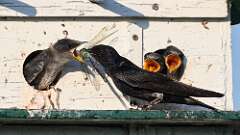 2: Purple Martin 0C1_3505