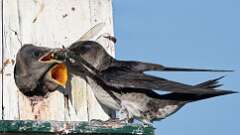 5: purple martins 0C1_3228