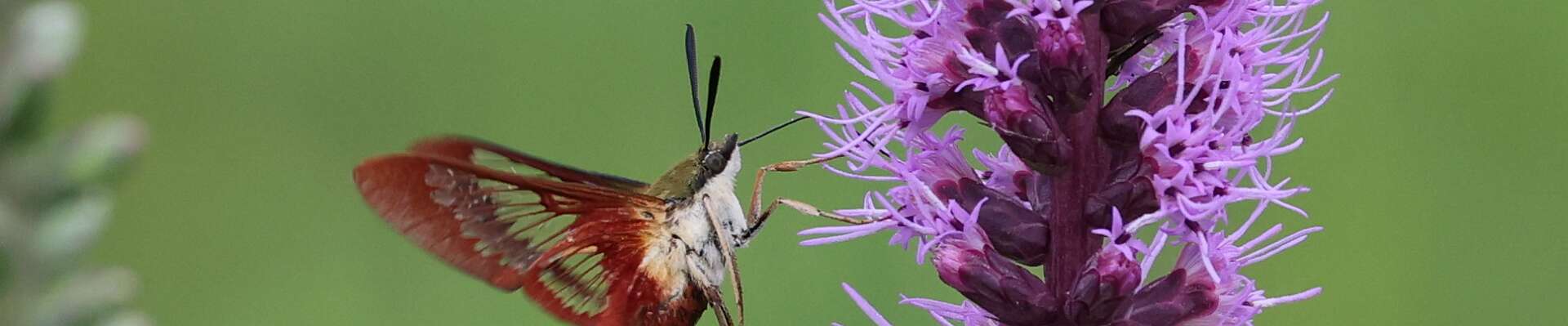 Click to show or hide the buttons