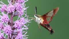 8: Hummingbird Clearwing Moth 0C1_2128