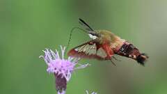 9: Hummingbird Clearwing Moth 0C1_2413