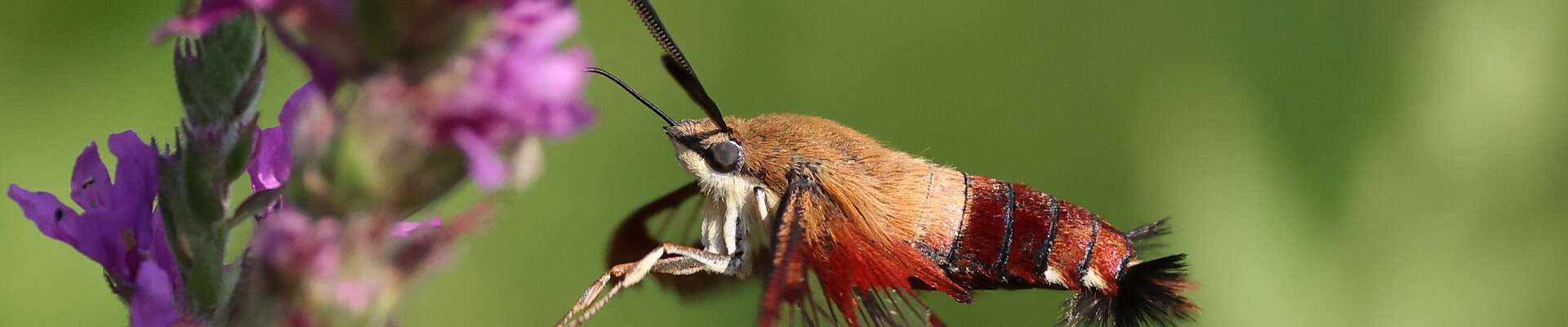 Click to show or hide the buttons