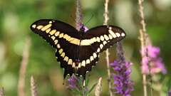 3: giant swallowtail 5M2_0460