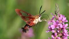 7: hummingbird moth 5M2_0880
