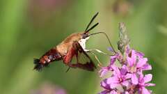 8: hummingbird moth 5M2_0890