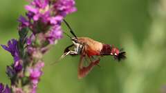 9: hummingbird moth 5M2_1157