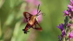 10: hummingbird moth 5M2_1168