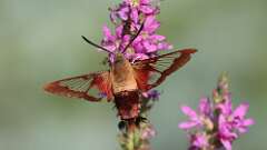 11: hummingbird moth 5M2_1436