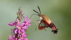 12: hummingbird moth 5M2_1490