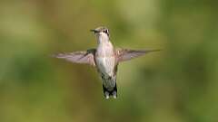 1: ruby-throated hummingbird 0C1_2871