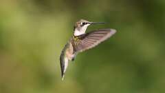 2: ruby-throated hummingbird 0C1_2880