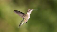 3: ruby-throated hummingbird 0C1_2882