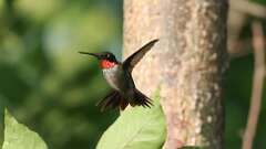 4: ruby-throated hummingbird 0C1_4508