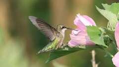 7: ruby-throated hummingbird 0C1_4856