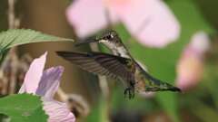 8: ruby-throated hummingbird 0C1_4909