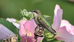 9: ruby-throated hummingbird 0C1_5085