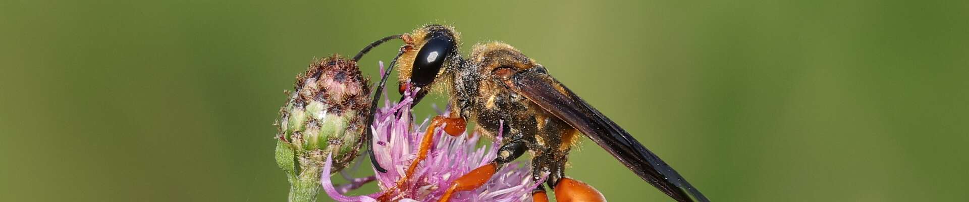 Click to show or hide the buttons