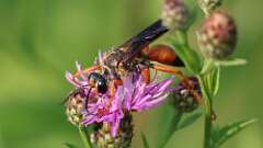 2: Great Golden Digger Wasp 0C1_3887