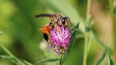 4: Great Golden Digger Wasp 0C1_3987