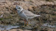 2: Piping Plover 0C1_0256