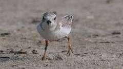 5: Piping Plover 0C1_0652
