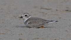 6: Piping Plover 0C1_0784