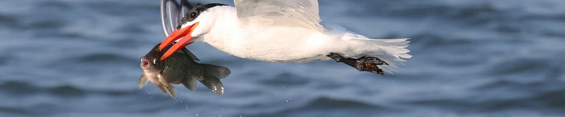 Click to show or hide the buttons