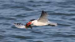 1: caspian tern 0C1_0210