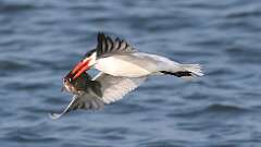 5: caspian tern 0C1_0228