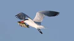 6: caspian tern 0C1_0244