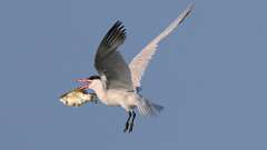 8: caspian tern 0C1_0250