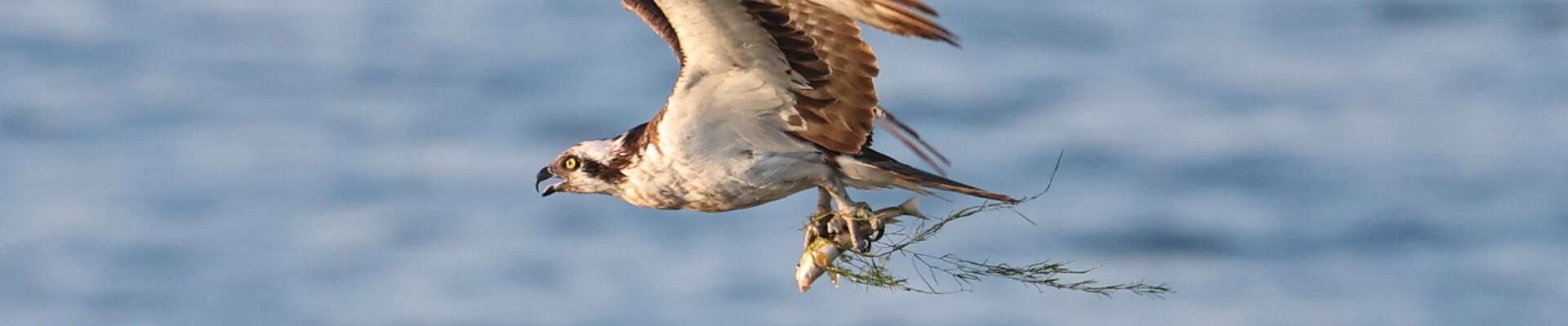 Click to show or hide the buttons