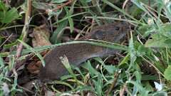 4: vole rodent 0C1_1540